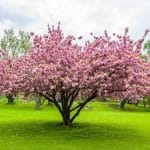 Voici les plus beaux arbres à fleurs à planter pour égayer le jardin