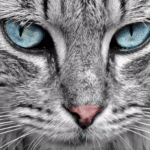 Le saviez-vous ? L'intelligence artificielle n’est pas… intelligente