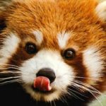 Des failles critiques dans Firefox sont exploitées par des pirates