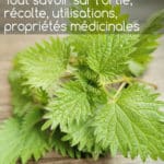 Tout savoir sur l’ortie, récolte, utilisations, propriétés médicinales