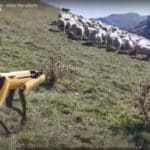 Le robot Spot de Boston Dynamics va-t-il garder des moutons ?