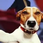 Le chien Douglas (mordu de Pécresse) a voté à la primaire de la Droite : quel cabot !