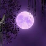 Pleine lune de novembre 2022 : une année exceptionnelle !