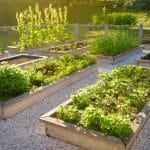 Délimiter son potager : comment réussir une séparation ?