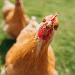 poule de villes