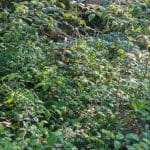 Comment se débarrasser des ronces définitivement et naturellement ? 7 solutions efficaces