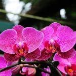 Entretenir une orchidée papillon ou Phalaenopsis comme un pro