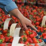 L'astuce imparable d'un primeur pour reconnaître de bonnes fraises en un coup d'œil