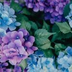 Du bleu au rose, vous pouvez changer la couleur de vos hortensias avec ce truc de jardinier