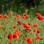 Vous pouvez enfin cueillir des coquelicots grâce à cette technique qui permet de les conserver quelq...