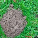 Adieu les taupes qui ruinent le jardin, cette plante agit comme un répulsif