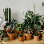 Un expert révèle comment utiliser vos plantes pour rafraîchir la maison