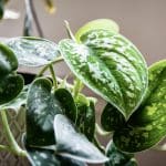 Ce médicament qu'on possède tous fait des miracles sur les plantes