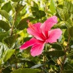 Cet arbuste fleurit généreusement jusqu'en octobre et ne craint pas le gel