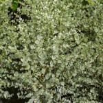Beau et parfumé, cet arbre pousse très rapidement au jardin
