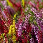 Ces plantes d'automne donnent des couleurs à votre jardin - elles sont spectaculaires