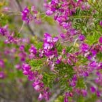 Cet arbuste décoratif fleurit 10 mois par an, il est parfait pour égayer le jardin ou même le balcon