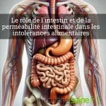 Rôle de la perméabilité intestinale dans les intolérances alimentaires