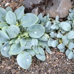 Appréciée des chefs, cette plante a un goût d'huître et vous pouvez la cultiver chez vous