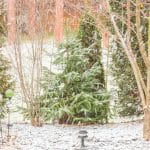 Que faire au jardin en janvier ? Calendrier du jardinage