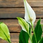 Plante dépolluante, la fleur de lune (spathiphyllum) est en plus très facile d'entretien
