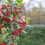 Ces arbres et arbustes à baies qui vont nous réchauffer cet hiver au jardin