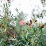 Le laurier-rose est une plante frileuse, voici ce que vous devriez faire en hiver