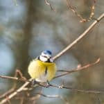 Les oiseaux de votre jardin sont particulièrement importants ce week-end là