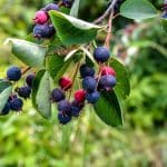 un arbuste très fleuri qui fait de beaux fruits, mais sont peut-on les manger ?