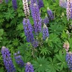 Planter et récupérer les graines du lupin, cette variété comestible qui a fière allure