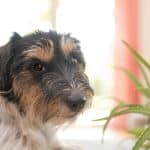 Ces plantes sont toxiques voire mortelles pour les animaux, en possédez-vous ?