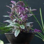 10 plantes d'intérieur qui poussent à l'ombre ou sans lumière