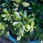 Voici comment adopter l'arbre de Jade pour faire venir la chance et la prospérité