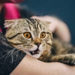 Porter un chat de cette manière est une erreur et peu de propriétaires le savent