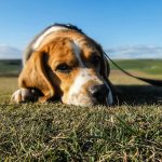 Si un chien se comporte ainsi, c'est qu'il est profondément angoissé