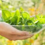 Rafraîchissante, cette plante du jardin donne un coup de frais immédiat