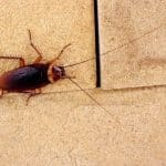 Cet endroit est à inspecter pour éviter une invasion de cafards pendant les vacances