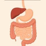 Comment bien choisir et utiliser vos probiotiques