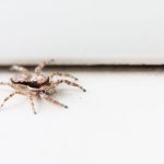 C'est maintenant que les araignées essayent d'entrer : voici comment les bloquer