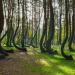 Depuis 90 ans, cette forêt qui danse résiste à toutes les explications