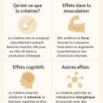 Les effets de la créatine au-delà de la musculation